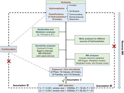 Gut microbiota linked to hydrocephalus through inflammatory factors: a Mendelian randomization study